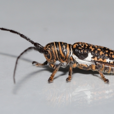 Rhytiphora collaris (Longhorn beetle) at Wellington Point, QLD by TimL