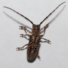 Rhytiphora collaris at Wellington Point, QLD - suppressed
