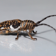Rhytiphora collaris at Wellington Point, QLD - suppressed