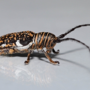 Rhytiphora collaris at Wellington Point, QLD - suppressed