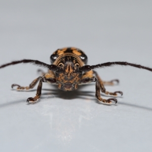 Rhytiphora collaris at Wellington Point, QLD - suppressed