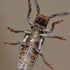 Rhytiphora collaris at Wellington Point, QLD - suppressed