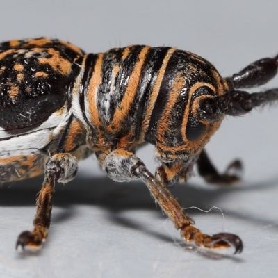 Unidentified Longhorn beetle (Cerambycidae) at Wellington Point, QLD - 20 Apr 2023 by TimL