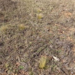 Nassella trichotoma at Watson, ACT - 24 Apr 2023