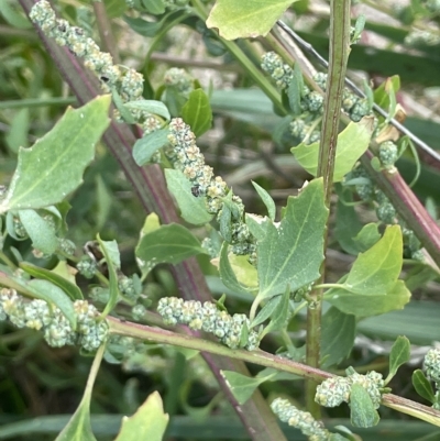 Chenopodium album (Fat Hen) at Tennent, ACT - 23 Apr 2023 by JaneR