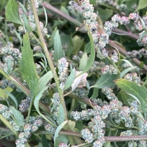 Chenopodium album at Tennent, ACT - 23 Apr 2023