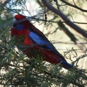 Platycercus elegans at Queanbeyan West, NSW - 22 Apr 2023