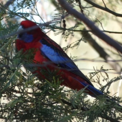 Platycercus elegans (Crimson Rosella) at Queanbeyan West, NSW - 22 Apr 2023 by Paul4K