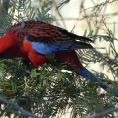 Platycercus elegans at Queanbeyan West, NSW - 22 Apr 2023 09:11 AM