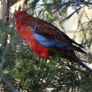 Platycercus elegans at Queanbeyan West, NSW - 22 Apr 2023 09:11 AM