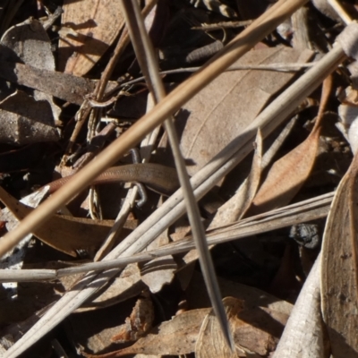 Morethia boulengeri (Boulenger's Skink) at Queanbeyan West, NSW - 22 Apr 2023 by Paul4K