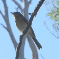 Myiagra cyanoleuca (Satin Flycatcher) at QPRC LGA - 24 Apr 2023 by Paul4K