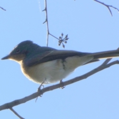 Myiagra cyanoleuca at Queanbeyan West, NSW - 25 Apr 2023 08:34 AM