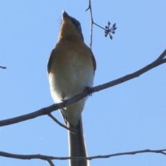 Myiagra cyanoleuca at Queanbeyan West, NSW - 25 Apr 2023 08:34 AM