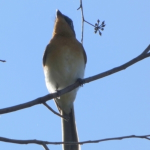 Myiagra cyanoleuca at Queanbeyan West, NSW - 25 Apr 2023 08:34 AM