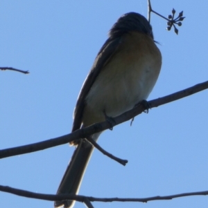 Myiagra cyanoleuca at Queanbeyan West, NSW - 25 Apr 2023