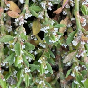 Polygonum aviculare at Tennent, ACT - 23 Apr 2023