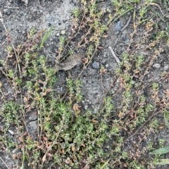 Polygonum aviculare at Tennent, ACT - 23 Apr 2023
