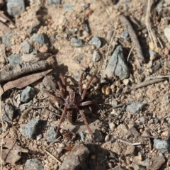 Mituliodon tarantulinus (Prowling Spider) at Black Mountain - 23 Apr 2023 by Tammy