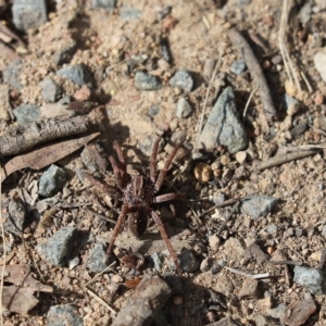 Mituliodon tarantulinus at Aranda, ACT - 23 Apr 2023