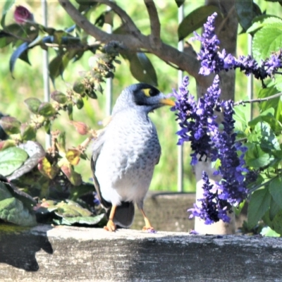 Manorina melanocephala (Noisy Miner) at Jamberoo, NSW - 25 Apr 2023 by plants