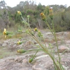 Bidens subalternans (Greater Beggars Ticks) at Paddys River, ACT - 26 Mar 2023 by michaelb