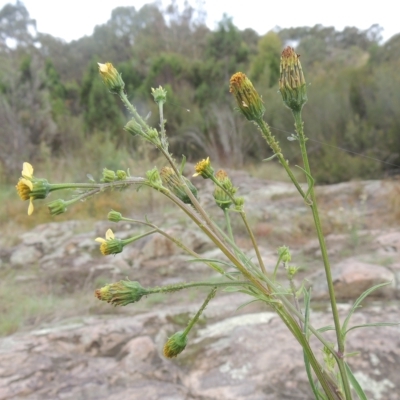 Bidens subalternans (Greater Beggars Ticks) at Paddys River, ACT - 26 Mar 2023 by michaelb