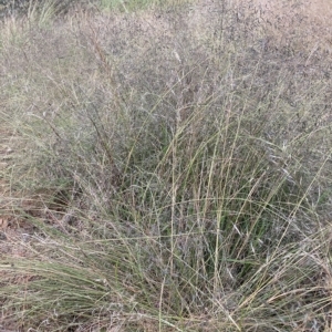 Eragrostis curvula at Hackett, ACT - 15 Dec 2022 07:45 PM