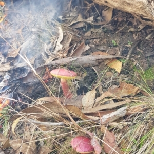 Boletellus obscurecoccineus at Paddys River, ACT - 25 Apr 2023
