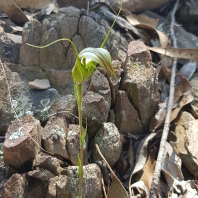 Diplodium ampliatum (Large Autumn Greenhood) at Bowning, NSW - 25 Apr 2023 by BethanyDunne