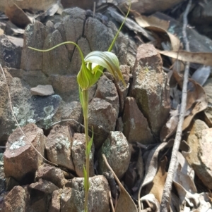 Diplodium ampliatum at Bowning, NSW - 25 Apr 2023