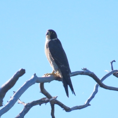 Falco peregrinus (Peregrine Falcon) at Bruce, ACT - 25 Apr 2023 by BenW