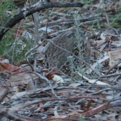 Turnix varius (Painted Buttonquail) at Stromlo, ACT - 24 Apr 2023 by TomW