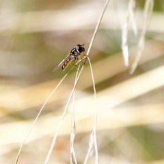 Melangyna viridiceps (Hover fly) at Higgins, ACT - 25 Apr 2023 by MichaelWenke