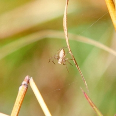 Oxyopes sp. (genus) (Lynx spider) at Higgins, ACT - 25 Apr 2023 by Trevor