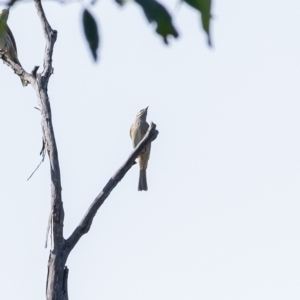 Caligavis chrysops at Penrose, NSW - 25 Apr 2023 12:41 PM