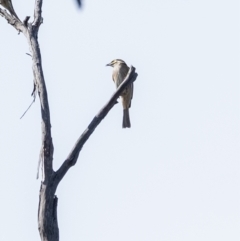 Caligavis chrysops at Penrose, NSW - 25 Apr 2023 12:41 PM