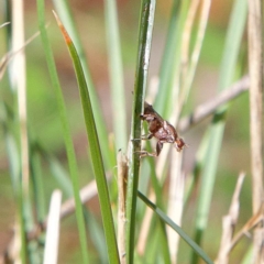 Tapeigaster nigricornis (Striped Sun Fly) at Higgins Woodland - 24 Apr 2023 by Trevor