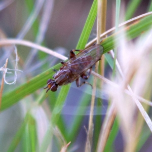 Tapeigaster nigricornis at Higgins, ACT - 25 Apr 2023 09:41 AM