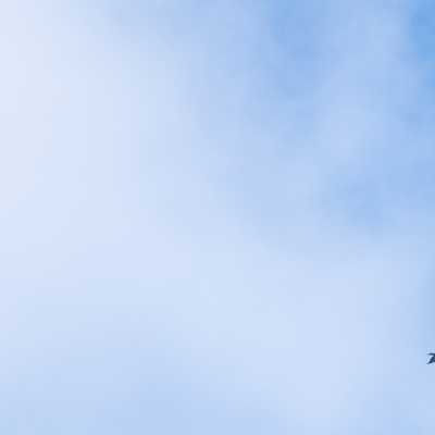 Aquila audax (Wedge-tailed Eagle) at Wingecarribee Local Government Area - 25 Apr 2023 by Aussiegall