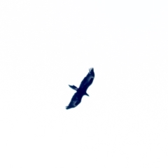 Aquila audax at Penrose, NSW - 25 Apr 2023 12:39 PM