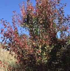 Pyrus sp. (An Ornamental Pear) at Lawson, ACT - 25 Apr 2023 by rainer