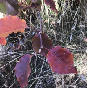 Pyrus sp. at Lawson, ACT - 25 Apr 2023 11:46 AM