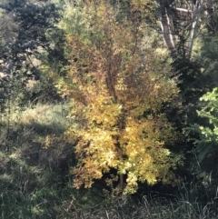 Fraxinus pennsylvanica (Green Ash, Red Ash) at Lawson, ACT - 25 Apr 2023 by rainer