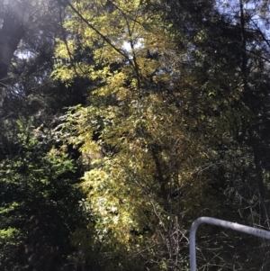 Fraxinus pennsylvanica at Lawson, ACT - 25 Apr 2023