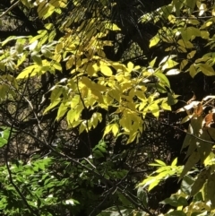 Fraxinus pennsylvanica at Lawson, ACT - 25 Apr 2023