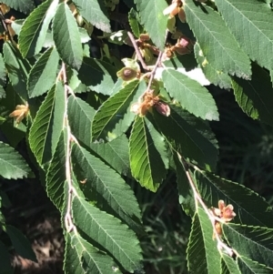 Ulmus parvifolia at Lawson, ACT - 25 Apr 2023 11:53 AM