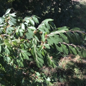 Ulmus parvifolia at Lawson, ACT - 25 Apr 2023 11:53 AM