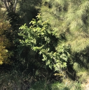 Ulmus parvifolia at Lawson, ACT - 25 Apr 2023