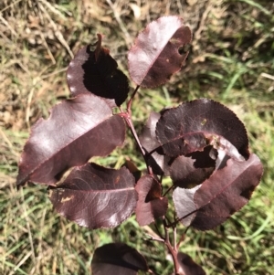 Pyrus sp. at Lawson, ACT - 25 Apr 2023